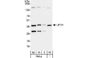 Western Blotting (WB) image for anti-Ubiquitin Fusion Degradation Protein 1 Homolog (UFD1L) (AA 257-307) antibody (ABIN7452140)