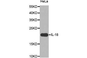 Western Blotting (WB) image for anti-Interleukin 18 (IL18) (AA 37-193) antibody (ABIN3021465) (IL-18 Antikörper  (AA 37-193))