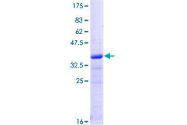 CRIPT Protein (AA 1-101) (GST tag)