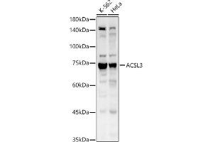 Western blot analysis of extracts of various cell lines, using  antibody (ABIN6129863, ABIN6136456, ABIN6136457 and ABIN6215371) at 1:1530 dilution. (Acsl3 Antikörper  (AA 42-300))