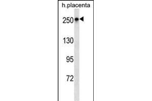 SCRIB Antibody (N-term) (ABIN1539341 and ABIN2850259) western blot analysis in human placenta tissue lysates (35 μg/lane). (SCRIB Antikörper  (N-Term))
