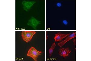 ABIN361190 Immunofluorescence analysis of paraformaldehyde fixed HeLa cells, permeabilized with 0.