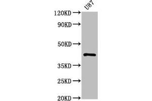 Western Blot Positive WB detected in: U87 whole cell lysate All lanes: PRKAR1A antibody at 1. (Rekombinanter PRKAR1A Antikörper)