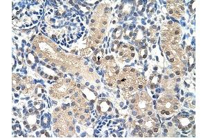 GPR161 antibody was used for immunohistochemistry at a concentration of 4-8 ug/ml to stain Epithelial cells of renal tubule (arrows) in Human Kidney. (GPR161 Antikörper  (N-Term))