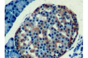 Detection of CLU in Rat Pancreas Tissue using Monoclonal Antibody to Clusterin (CLU) (Clusterin Antikörper  (AA 227-447))
