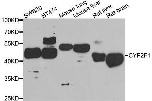 Western blot analysis of extracts of various cell lines, using CYP2F1 antibody (ABIN5974739) at 1/1000 dilution. (CYP2F1 Antikörper)