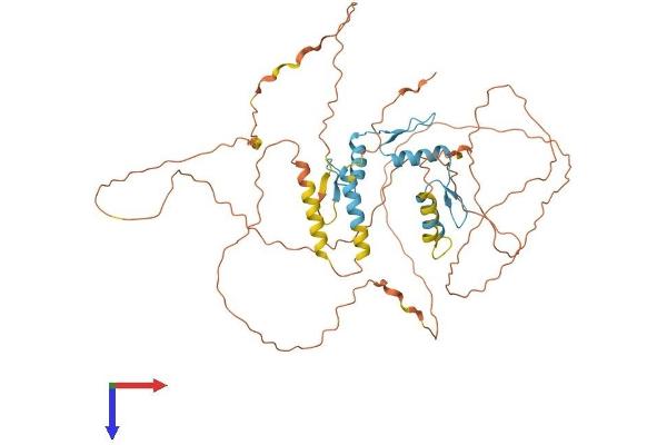 KLF11 Protein (AA 1-512) (His tag)