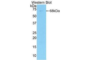 Western Blotting (WB) image for anti-Collagen, Type XVIII (COL18) (AA 1072-1271) antibody (ABIN1858450) (COL18 Antikörper  (AA 1072-1271))