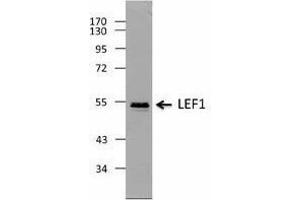 Western Blotting (WB) image for anti-Lymphoid Enhancer-Binding Factor 1 (LEF1) antibody (ABIN2666400) (LEF1 Antikörper)
