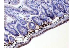 IHC testing of FFPE mouse small intestine tissue with Periostin antibody at 1ug/ml. (Periostin Antikörper)