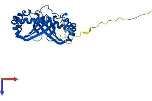 NIPSNAP3B Protein (AA 1-247) (His tag)