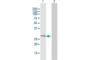 Western Blot analysis of BAG4 expression in transfected 293T cell line by BAG4 MaxPab polyclonal antibody.