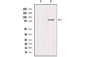 Western blot analysis of extracts from COS-7, using SCARF1 Antibody. (SCARF1 Antikörper)