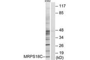 Western Blotting (WB) image for anti-Mitochondrial Ribosomal Protein S18C (MRPS18C) (AA 71-120) antibody (ABIN2890042) (MRPS18C Antikörper  (AA 71-120))