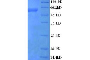 Secreted phosphoprotein 1 (SPP1) (AA 17-300), (partial) protein (His tag)