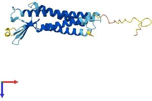 Claudin 5 Protein (CLDN5) (AA 1-218) (His tag)