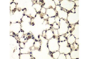 Immunohistochemistry of paraffin-embedded Mouse lung using PHF11 Polyclonal Antibody at dilution of 1:100 (40x lens). (PHF11 Antikörper)
