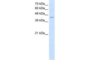 Western Blotting (WB) image for anti-Fatty Acid Desaturase 1 (FADS1) antibody (ABIN2462576) (FADS1 Antikörper)