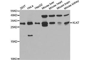 Western blot analysis of extracts of various cell lines, using KLK7 antibody. (Kallikrein 7 Antikörper)
