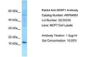 Western Blotting (WB) image for anti-Stress Associated Endoplasmic Reticulum Protein 1 (SERP1) (N-Term) antibody (ABIN2790014) (SERP1 Antikörper  (N-Term))