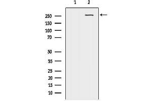 anti-Melanoma Associated Chondroitin Sulfate Proteoglycan (MCSP) (Internal Region) antibody