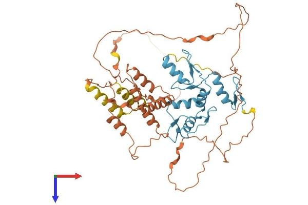 BCL6B Protein (AA 1-479) (His tag)
