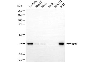 Western blotting analysis using NMI antibody (ABIN7799535). (Rekombinanter NMI Antikörper)