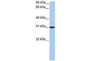 PRDX3 antibody used at 0.