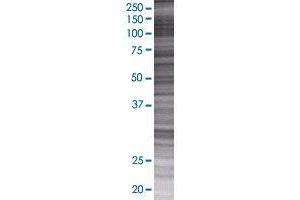 Western Blotting (WB) image for ZNF10 293T Cell Transient Overexpression Lysate(Denatured) (ABIN1333942)