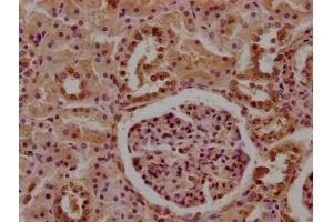 IHC image of ABIN7148399 diluted at 1:100 and staining in paraffin-embedded human kidney tissue performed on a Leica BondTM system. (CFHR5 Antikörper  (AA 374-569))
