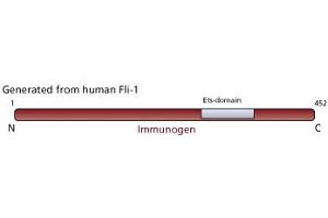Image no. 2 for anti-Friend Leukemia Virus Integration 1 (FLI1) antibody (ABIN967451)