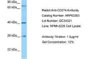 Western Blotting (WB) image for anti-CD274 (PD-L1) (C-Term) antibody (ABIN2789466) (PD-L1 Antikörper  (C-Term))