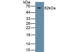 Detection of Recombinant HSPD1, Human using Monoclonal Antibody to Heat Shock Protein 60 (Hsp60) (HSPD1 Antikörper  (AA 1-573))