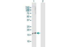 Western Blot analysis of IL23A expression in transfected 293T cell line by IL23A MaxPab polyclonal antibody. (IL23A Antikörper  (AA 1-189))
