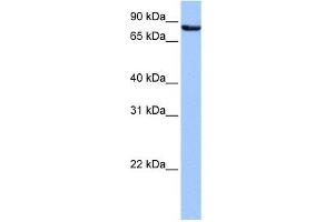 Ubiquilin 3 antibody used at 1 ug/ml to detect target protein. (Ubiquilin 3 Antikörper  (N-Term))