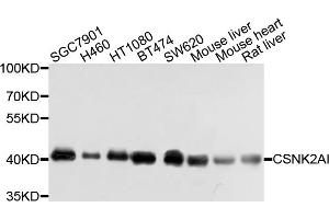 Western blot analysis of extracts of various cell lines, using CSNK2A1 antibody (ABIN4903390) at 1:1000 dilution.