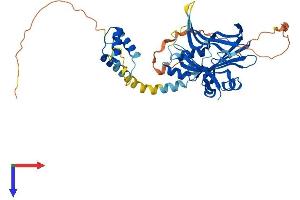 TEAD1 Protein (AA 1-426) (His tag)