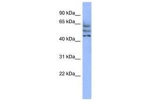 Image no. 1 for anti-Coiled-Coil Domain Containing 174 (CCDC174) (AA 215-264) antibody (ABIN6744101)