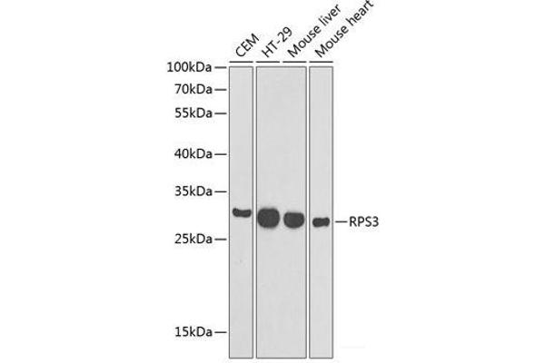 RPS3 Antikörper