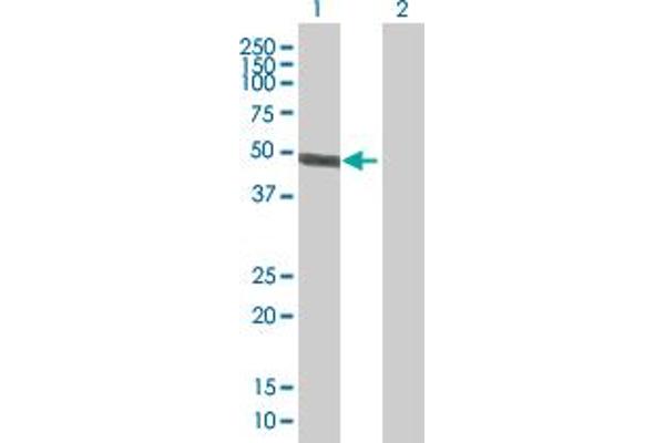 ACTR10 Antikörper  (AA 1-417)