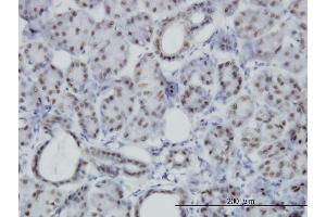 Immunoperoxidase of monoclonal antibody to PBX3 on formalin-fixed paraffin-embedded human salivary gland. (PBX3 Antikörper  (AA 342-434))