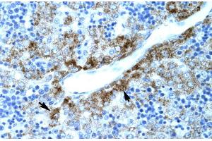 Human Liver (SLC30A9 Antikörper  (N-Term))