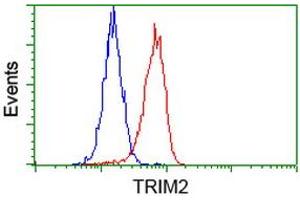 Image no. 3 for anti-Tripartite Motif Containing 2 (TRIM2) (AA 1-100), (AA 1500-1600) antibody (ABIN1490539) (TRIM2 Antikörper  (AA 1-100, AA 1500-1600))