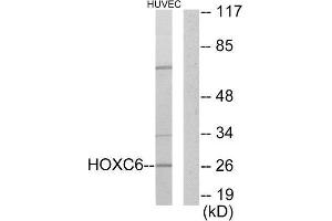 Western Blotting (WB) image for anti-Homeobox C6 (HOXC6) (C-Term) antibody (ABIN1849128) (Homeobox C6 Antikörper  (C-Term))