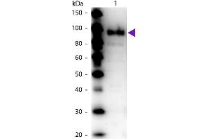 Western Blot of Rabbit Anti-Phospho Enol Pyruvate (PEP) Carboxylase antibody. (PCK1 Antikörper)