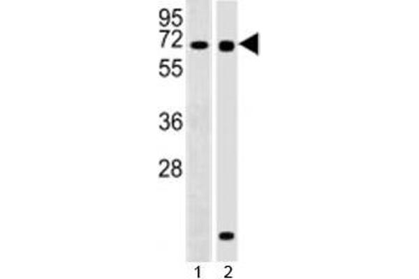 RBPJ 抗体  (AA 1-29)