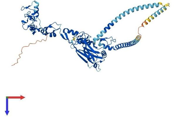 TRAF5 Protein (AA 1-558) (His tag)