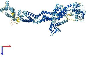 Cullin 2 Protein (CUL2) (AA 1-745) (His tag)