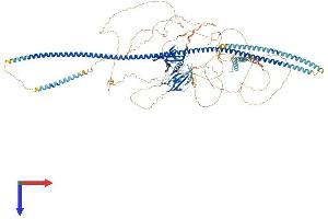 FKBP15 Protein (AA 1-1216) (His tag)