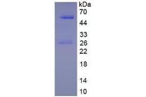 SDS-PAGE of Protein Standard from the Kit (Native human IgG1).